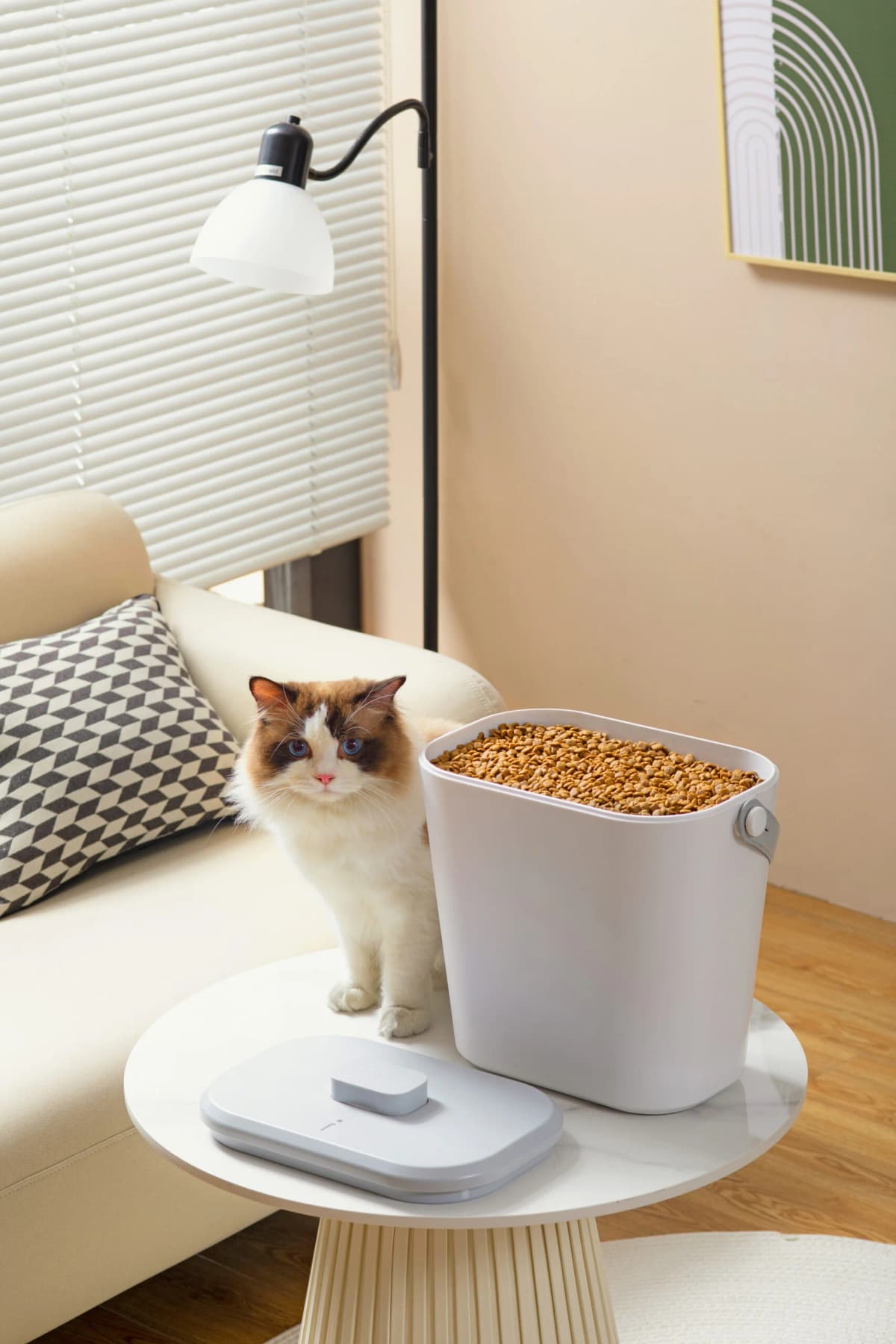 貓咪飼養指南｜打造毛孩安心生活的每一步