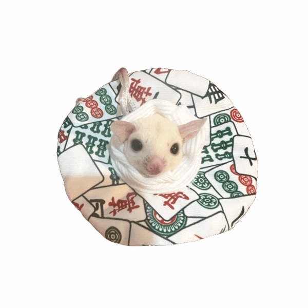 蜜袋鼯防咬圈 布圈