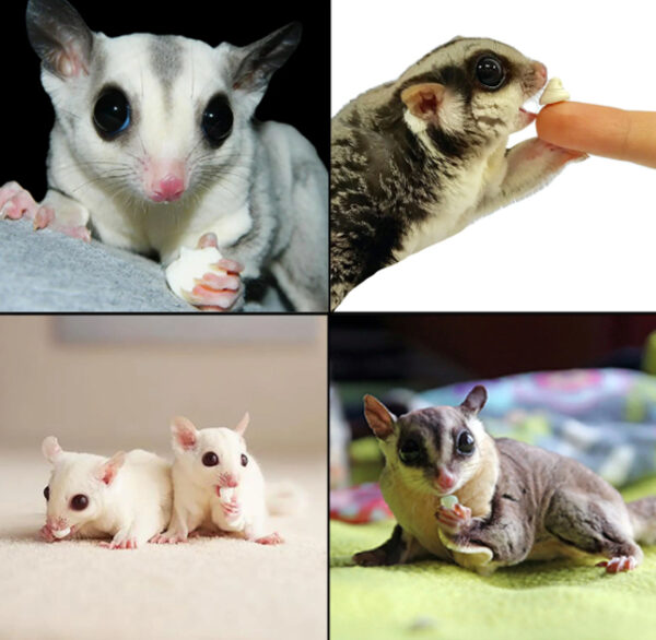 furora-pet702 美國Exotic Nutrition酸奶優格 原味/木瓜/藍莓