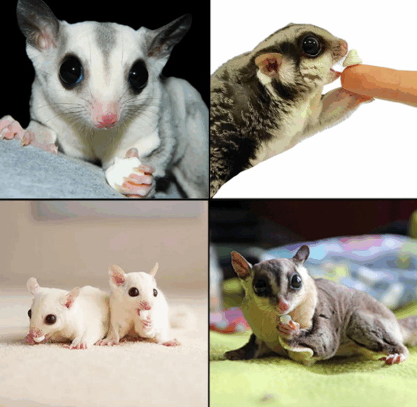 美國Exotic Nutrition酸奶優格 原味/木瓜/藍莓