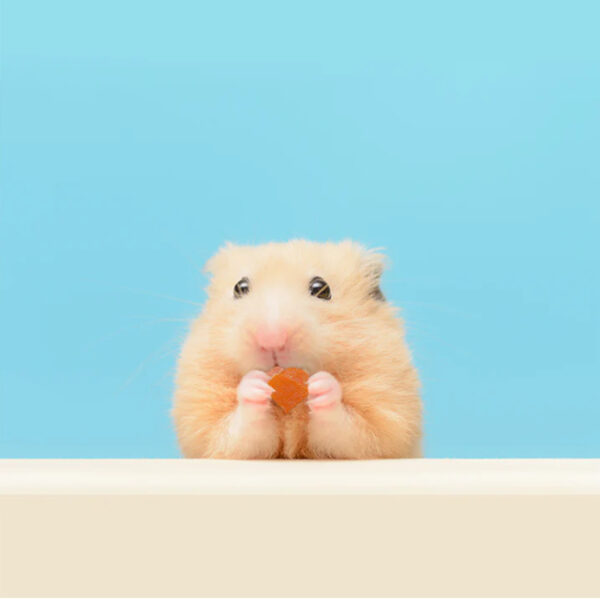 furora-pet704 美國Exotic Nutrition酸奶優格 原味/木瓜/藍莓