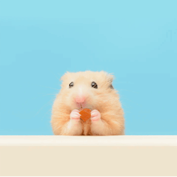 美國Exotic Nutrition酸奶優格 原味/木瓜/藍莓