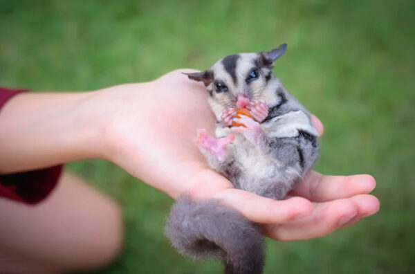 furora-pet701 美國Exotic Nutrition酸奶優格 原味/木瓜/藍莓