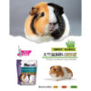 guinea pig (1)