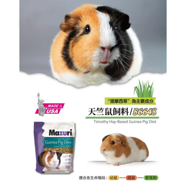 guinea pig (1)