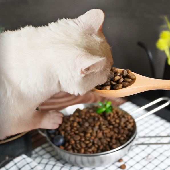 mczh-tw1000x1000_large47213