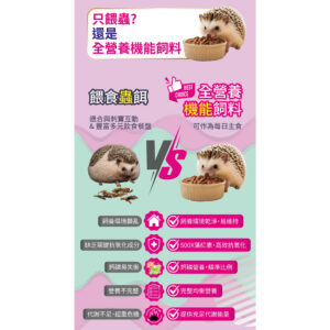 hedgehog (6)