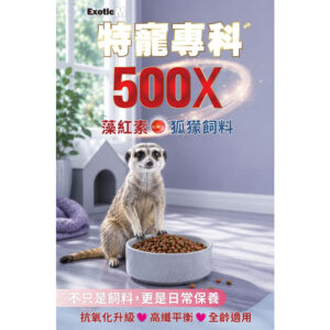meerkats (1)