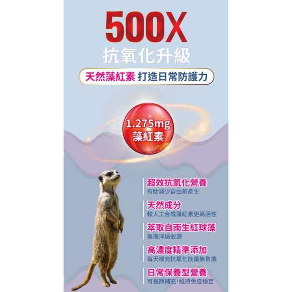 meerkats (2)
