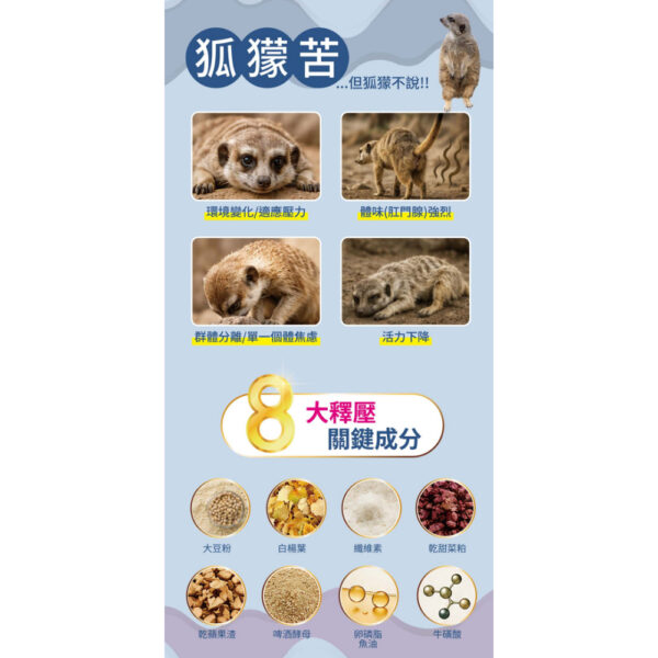 meerkats (4)