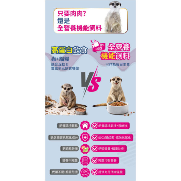 meerkats (6)