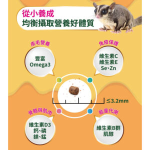 sugar glider (5)