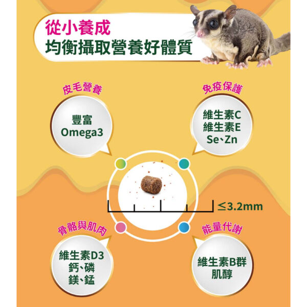 sugar glider (5)